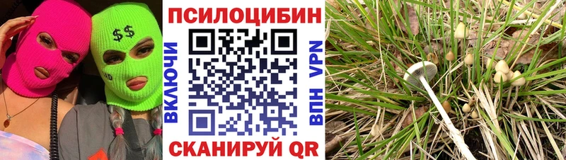Псилоцибиновые грибы прущие грибы hydra вход Грозный где найти наркотики